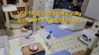 냥이가족 엄마아빠 아깽이5마리의 일상영상이예요