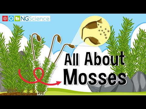 Which part of a moss plant produces spores?