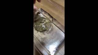 FROG SCREAMS UNDERWATER MEME