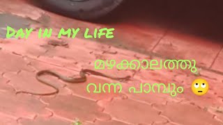 മഴക്കാലം വന്നപ്പോ പാമ്പും വന്നു തുടങ്ങി 🙄/കൊറിയർ തുണി ചതിച്ചു /day in my life #youtubeshorts