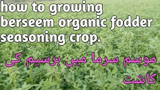 How to grow berseem fodder crops kharif season.