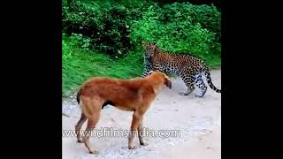Leopard v/s Dog | Dog chases off scaredy-cat leopard! #animalshorts #wildlife