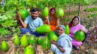 বাগান থেকে 42 kg কেজি টাটকা লাউ তুলে ঠাকুমার পছন্দের লাউ চিংড়ি রান্না | Garden fresh gourd recipe