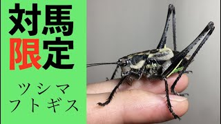 【世界に4種】日本に1種のみ生息するキリギリス