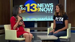 Noon Interview: Peta Harvey Animals