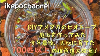 DIYでメダカのビオトープ、庭池を作ってみましたpartⅩ（今年最後の大放流編）  I tried to make a biotope garden pond for medaka with DIY