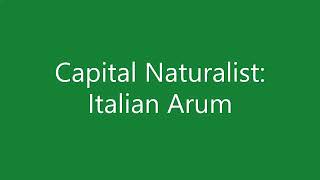 Capital Naturalist: Italian Arum