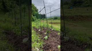 雨が降り野菜が生き生き、越後湯沢のお天気2024年6月10日#天気予報 #ログハウス生活   #猫のいる暮ら　#越後湯沢のお天気