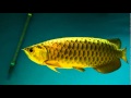 24k gold arowana 24k gold arowana