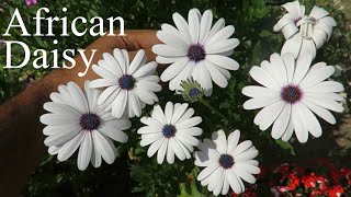 African Daisy/ Osteospermum/ Dimorphotheca Flower. How to Grow Dimorphotheca & Osteospermum Flowers.