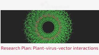 VIRTIGATION #Research Plan: Plant-virus-vector interactions