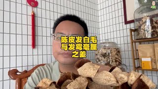 陈皮发白毛与发霉毫厘之差，适量的发白毛更香，过头发霉就废掉