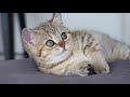 vlog01 接猫猫回家