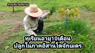 ปลูกทุเรียนอายุได้10เดือน ในพื้นที่ภาคอีสาน ความสูงของต้นสูงจักเมตรไปเบิ่งกัน Ep.57 : สวนสบายสบาย