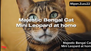 Majestic Bengal Cat : Meet The Mini Leopard at Home