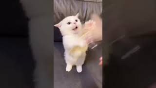 Cat🤣🤣🤣|cats cat funny cat videos 2021