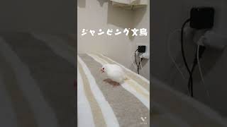 文鳥🕊️がジャンプ #shorts