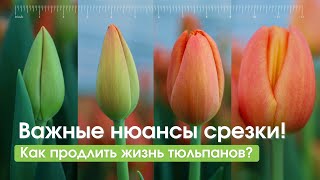 Как правильно срезать тюльпаны? Разбираем 4 основные фазы!