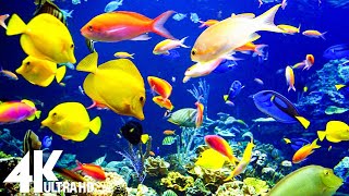 The Best 4K Aquarium 🐠 Beautiful Relaxing Coral Reef Fish - Relaxing Sleep Meditation Music