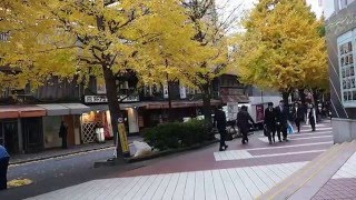 東京　有楽町駅前　銀杏の紅葉　２０１５．１２．１４　Yurakucho Tokyo Japan