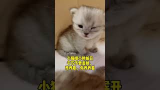 布丁 -半个头的小猫咪长大了，小时候丑的猫咪千万不要丢啊～#萌宠出道计划#小猫咪也太难了吧#窗