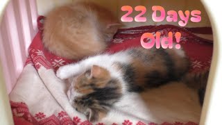 Gracey's Kittens Are Now 22 Days Old! 😻