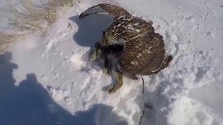 Ferruginous Hawk Falconry