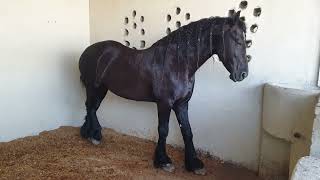 Friesian Horse | Essa Stud Farm