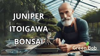 Unwiring and Pruning an Itoigawa Juniper Bonsai: Next Steps in Styling