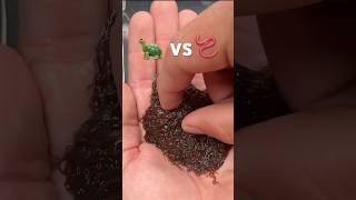 Turtle VS Worms🐢🪱