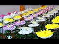 【秋の新宿御苑：最高にノーブルな菊の花たち】