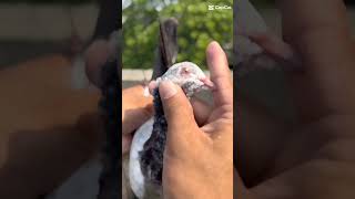 golden baby lal ankh wala part8#viralshort #daily pigeon