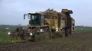 [Zuckerrüben 2024] Maschinenring Wetterau ROPA Tiger6S Rübenroder in der Wetterau bei Beienheim