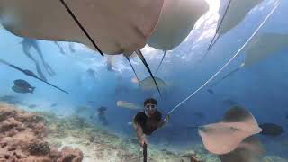 Azul Freediving: Stingray Highway