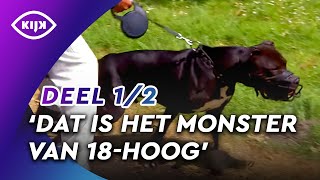 Puberende PITBULL zorgt voor DOODSANGSTEN in deze buurt | Mr. Frank Visser Doet Uitspraak | KIJK