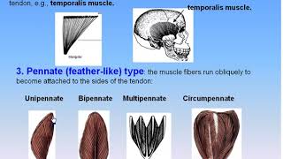 08 Muscles 2 Arrangement of Fibers in Skeletal Muscles Anatomy Intro Dr Ahmed Kamal