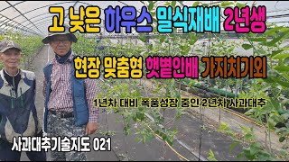 G021  고 낮은 하우스 사과대추 밀식재배 2년생 폭풍성장 햇볕안배 가지치기 및 순고르기로 맛좋은 대추 목표 (청주 현장 기술지도)