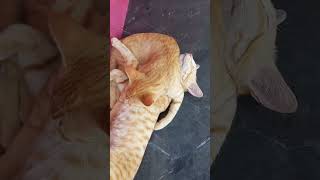 cat sleeping attrocities cute shorts subscribe to my channel for more videos on this channel