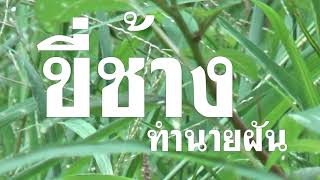 ฝันว่าได้ขี่ช้าง ++ ทํานายฝัน ทำนายความฝัน ฝันพยากรณ์