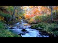 Autumn Landscape Of Forest Stream. Relaxing Nature Sounds, Flowing Water/ Sleep/ Study/ Meditation.