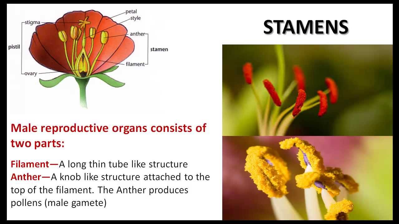 Plant Life - CBSE NCERT Science - YouTube