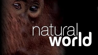 Natural World S24 E17 Bonobo Missing In Action