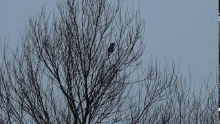 Garrulus glandarius / Jay / Sójka