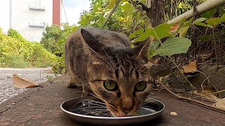 道端に座っていたさくら猫に給餌すると美味しそうに食べた。When I fed the Sakura cat, it ate deliciously. Vol.360