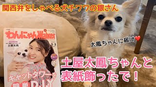 【関西弁をしゃべる犬】チワワの銀さん　土屋太鳳ちゃんに届け笑 わんにゃんウォーカーの表紙かざったでの巻【おしゃべりペット】