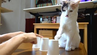 猫のぽてととシャッフルゲームをやってみたら驚きの的中率だった！