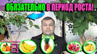 ЧТО ДЕЛАТЬ В ПЕРИОД АКТИВНОГО РОСТА У ЦИТРУСОВЫХ И КОМНАТНОЙ ЭКЗОТИКИ? ЭКЗОТИКА НА ПОДОКОННИКЕ 22-6