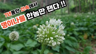 산에서 7년간 명이나물을 심는 과정을 그렸습니다.#명이나물 #산마늘