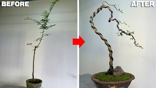 Bending tamarind tree into electric pole shape to become more graceful and beautiful