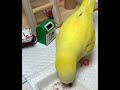 オキナインコ ゴミ捨て クリッカートレーニング monk parakeet